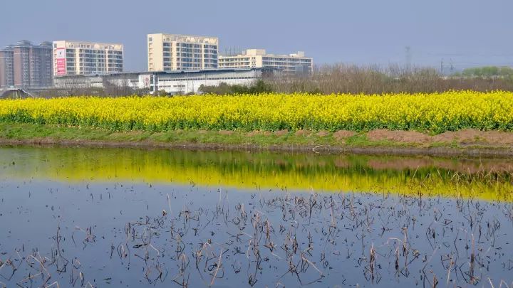 云间故事行走在洞泾河畔话说松江区属街镇名称底蕴