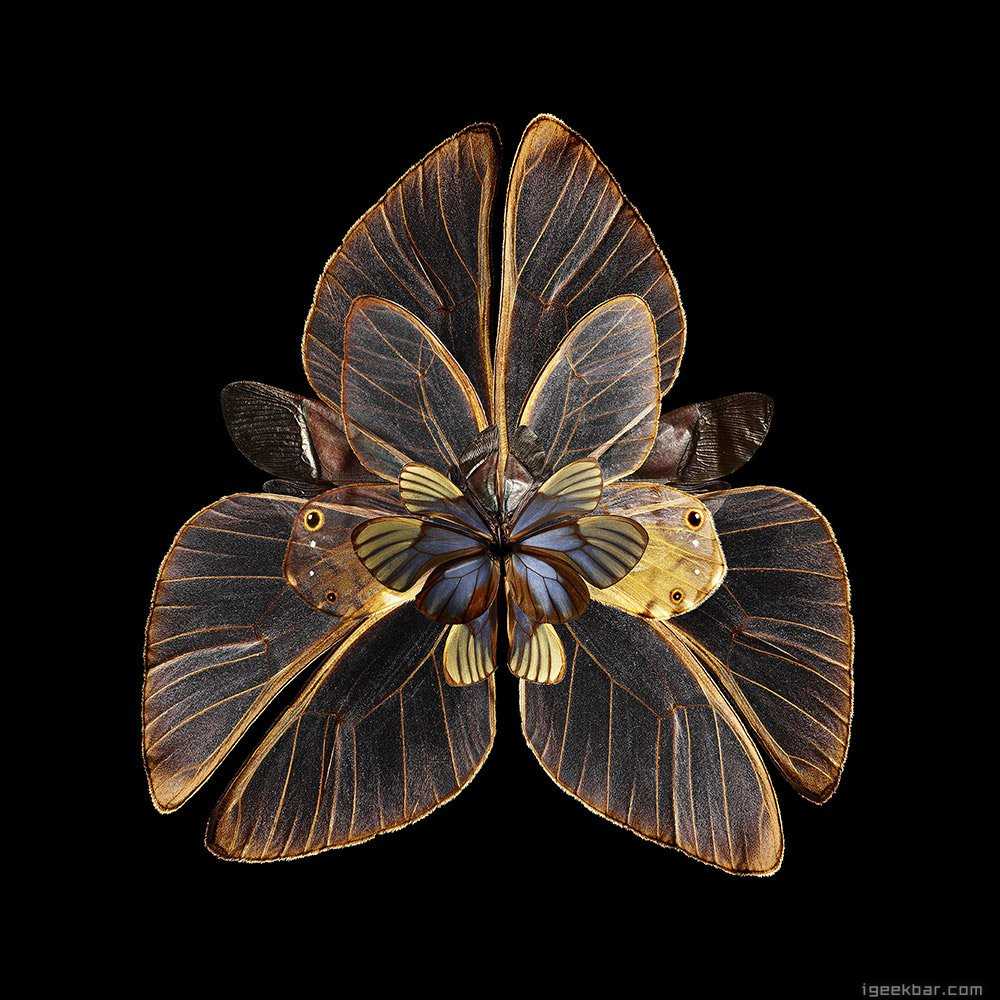 创意艺术摄影昆虫翅膀的花朵