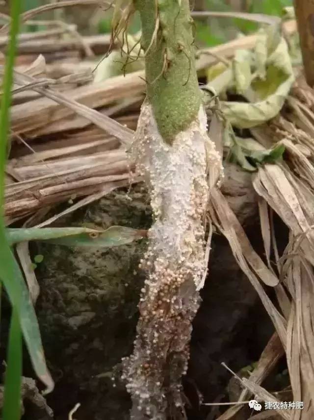 西红柿酱油果病害图图片