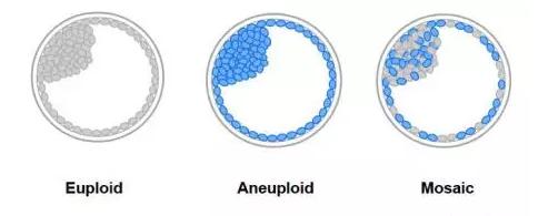嵌合体胚胎马赛克胚胎是什么意思可以移植吗能否着床成
