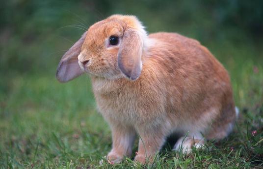 世界上最聪明的兔子图片