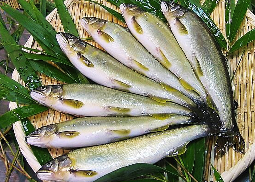 香鱼虽不为人所熟知,但却有着极高的经济价值,近些