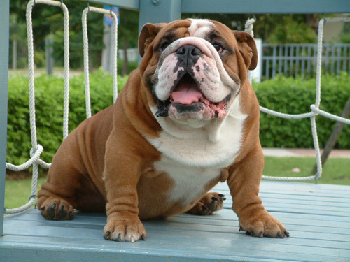 斗牛犬看家吗好好训练可以看家