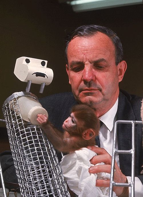 关于母爱你所知道的一切可能都是错的恒河猴实验