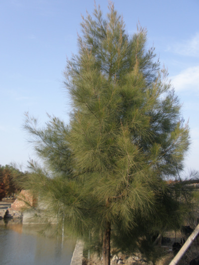 企业网站建设公众号开发钻石小鸟婚戒大师