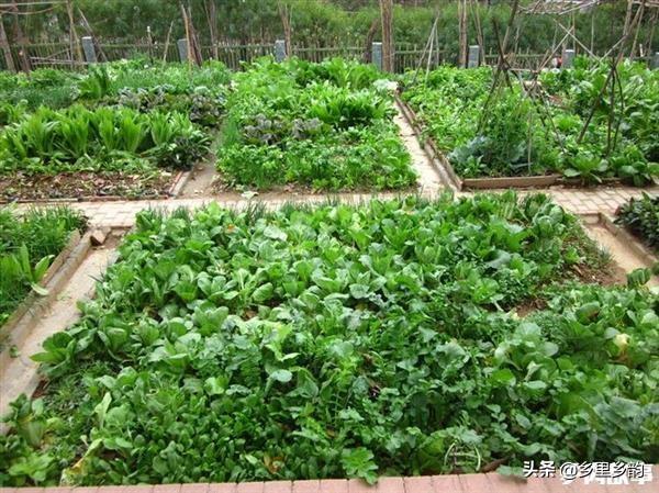 如果你想庭院种菜建议这样安排茬口一年四季都有新鲜的蔬菜