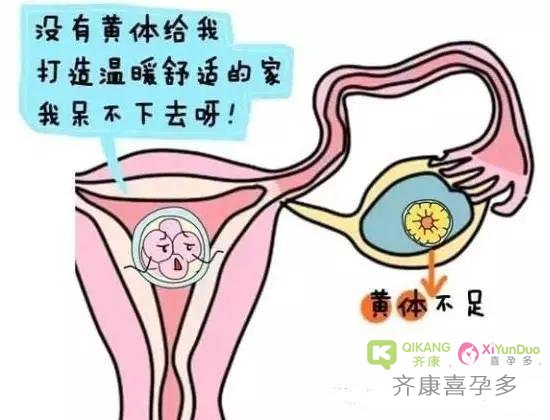 黃體酮會促使子宮粘膜內腺體生長,子宮內膜增厚,相當於為受精卵打造了