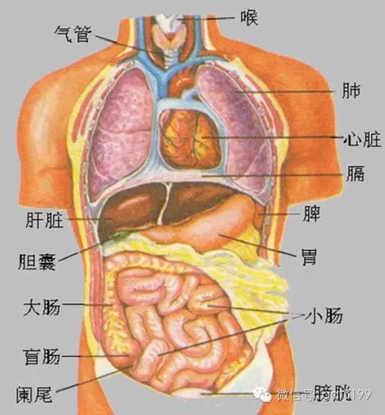 胃部的位置图片图片
