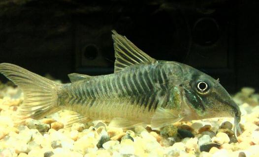 鼠鱼的风水学应用鼠鱼的鱼缸摆放位置