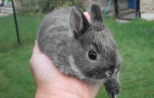 青紫蓝兔的形态青紫蓝兔的体型特征