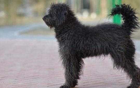 波利犬如何喂养波利犬多少钱一只