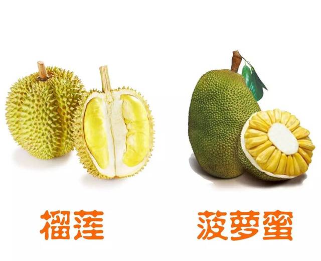 论菠萝蜜和榴莲有什么区别