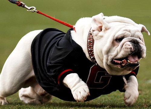 法国斗牛犬(french bulldog)外貌是一种活泼,聪明,肌肉发达的狗,骨骼