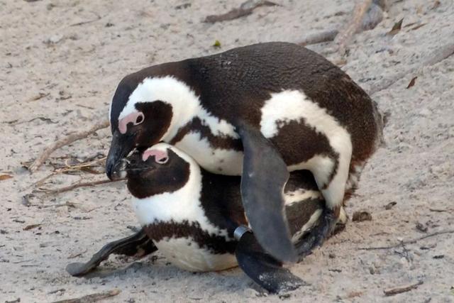 企鹅这些年骗得我们好苦它们根本不是什么好鹅