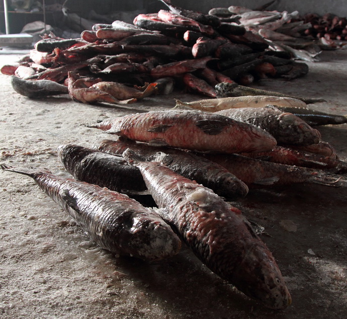 【实拍】查干湖南湖鱼库