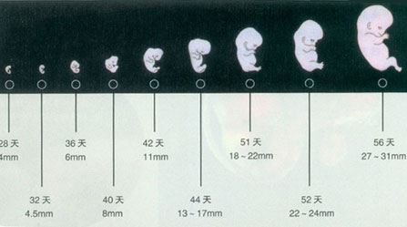 人体受孕全程实拍图