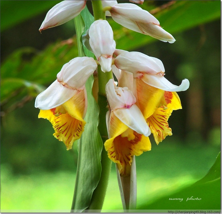 夏之花(五) 热带花卉——姜花[好网角文章收藏]