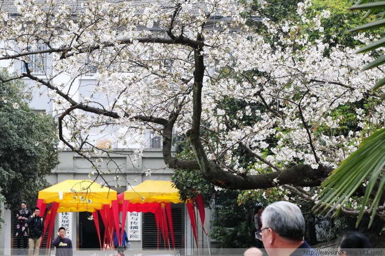 为什么大家都喜欢到武汉大学看樱花呢？