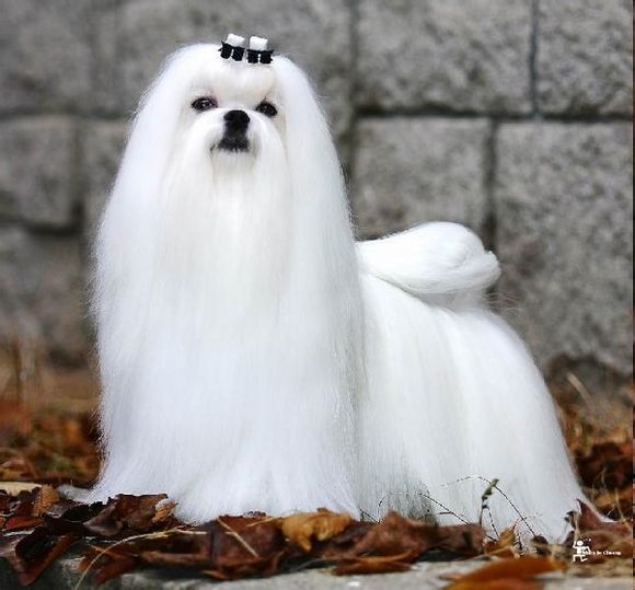 马尔济斯犬:500-8500牛头梗:2000-4000,我靠,怪兽啊这是.