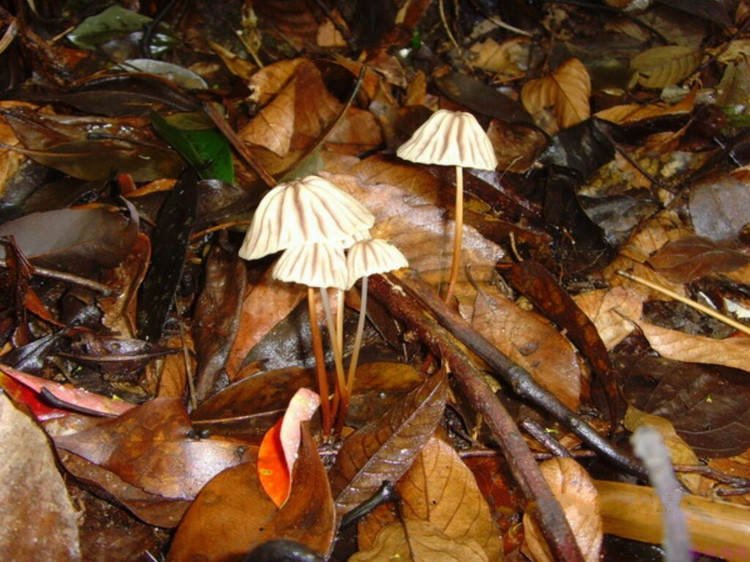 ③白毒伞,④黑包脚伞,⑤内绿菌,⑥褐脚伞,⑦残托斑毒伞,⑧鬼笔