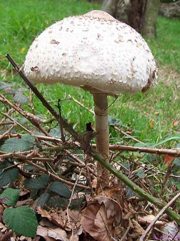 ③白毒伞,④黑包脚伞,⑤内绿菌,⑥褐脚伞,⑦残托斑毒伞,⑧鬼笔