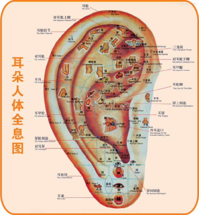 翠花,給兄弟們上手腳全息圖一鍋燴