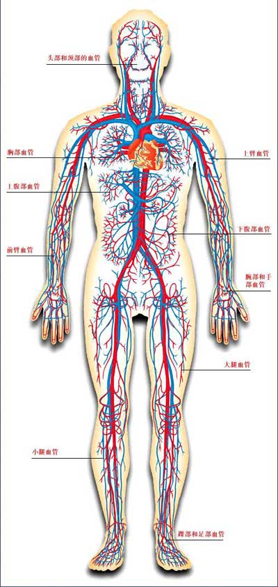 认识人体结构