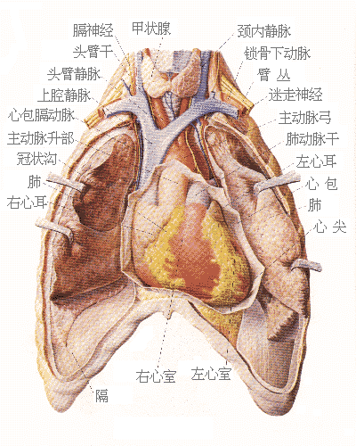 認識人體結構