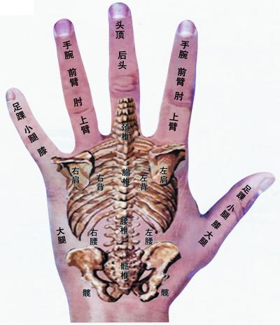 手诊脏腑图