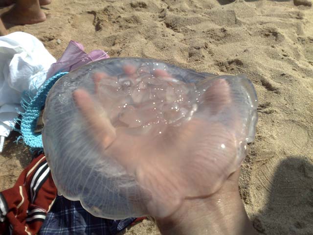 海蜇干品黄花菜是经蒸煮加工的,秋水仙碱会被溶出,故而无毒.