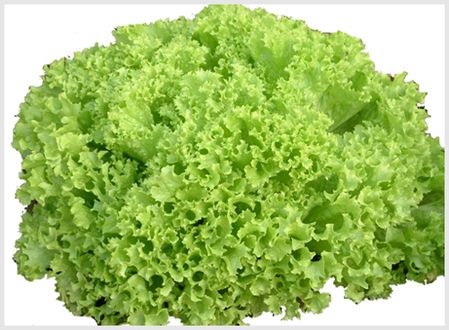 生菜营养盘点:不论是球形生菜还是奶油生菜,营养都非常全面,含有抗
