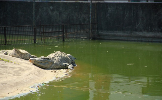 珠海鳄鱼岛旅游攻略