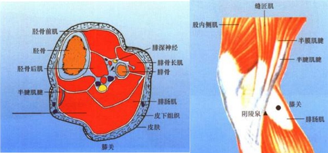 腿腳穴位彩譜三膝部穴位圖