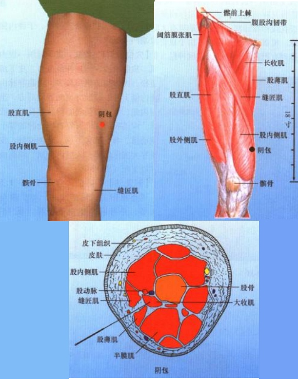 大腿的位置图图片