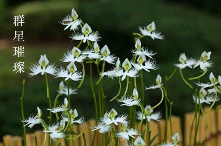 难得一见的"鹭鸶草"美极了!