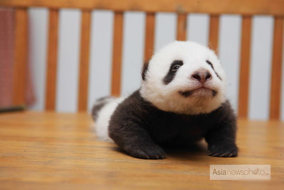 超萌成都新生熊猫宝宝 2011-11-17