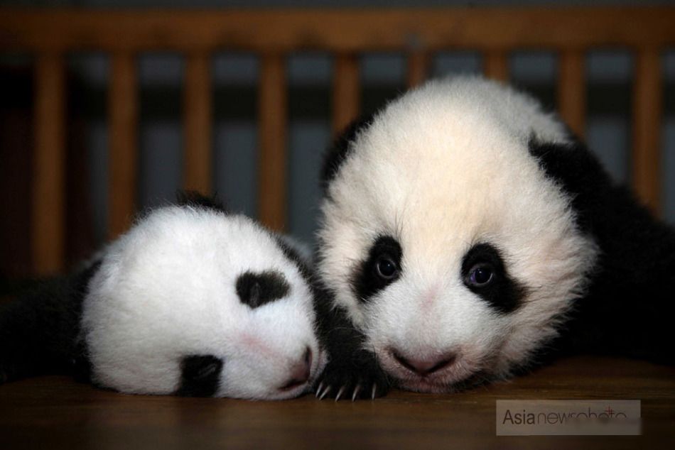 超萌成都新生熊猫宝宝20111117