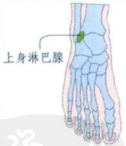 脚底穴位图(足内侧反射区-上身淋巴腺位置