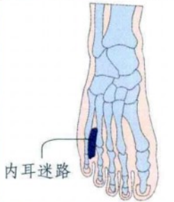 脚底穴位图足内侧反射区–内耳迷路