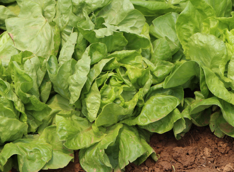 2013年5月11日0农药有机肥蔬菜记录