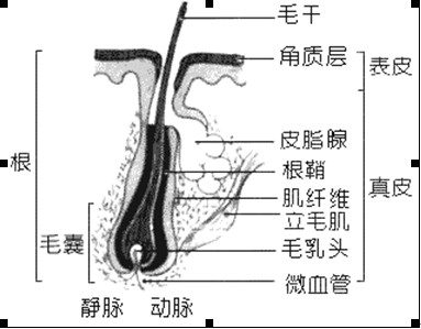 头发的基础知识 好网角文章收藏
