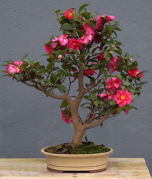 花木盆景——我喜欢的盆景艺术系列(2)