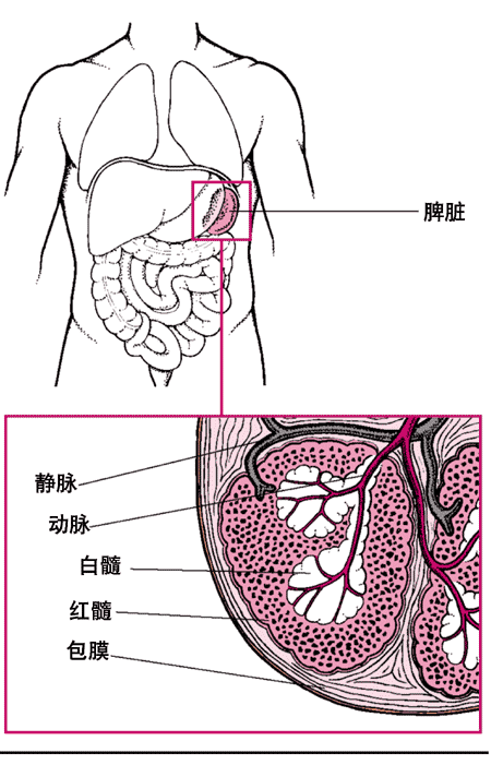脾(spleen)体内最大的淋巴器官