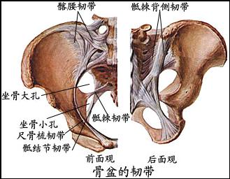 人体的骨架与瑜伽的平衡