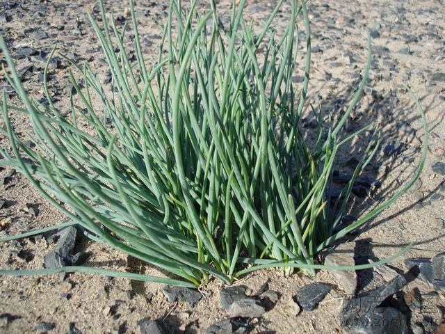 按地域及生长环境,别名也称为:沙葱,麦葱,水葱,山葱等.