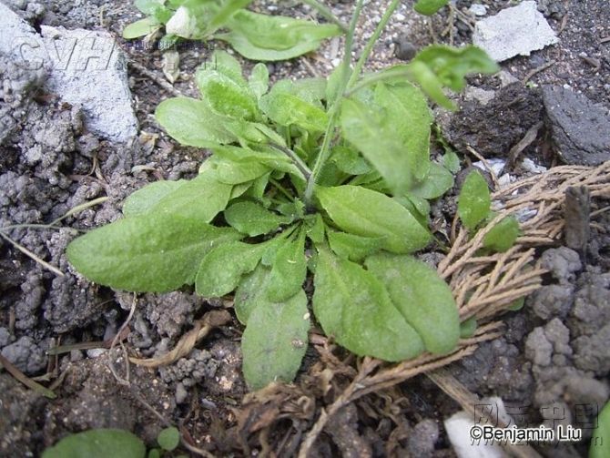 中國常見野菜及食用方法大全