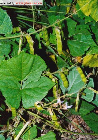 中国常见野菜及食用方法大全