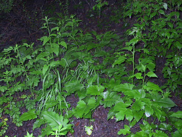 别名:冬风草,仙白草,仙蛤芦,盘龙草,白云草,尖叶山苦荬,山白菜,小叶