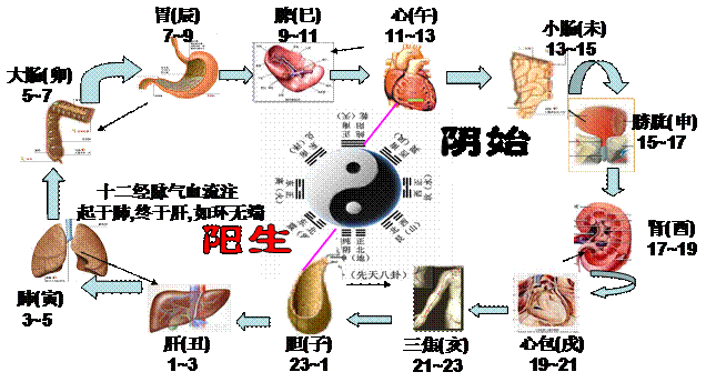 把人的臟腑在12個時辰中的興衰聯繫起來看,環環相扣,十分有序:中醫
