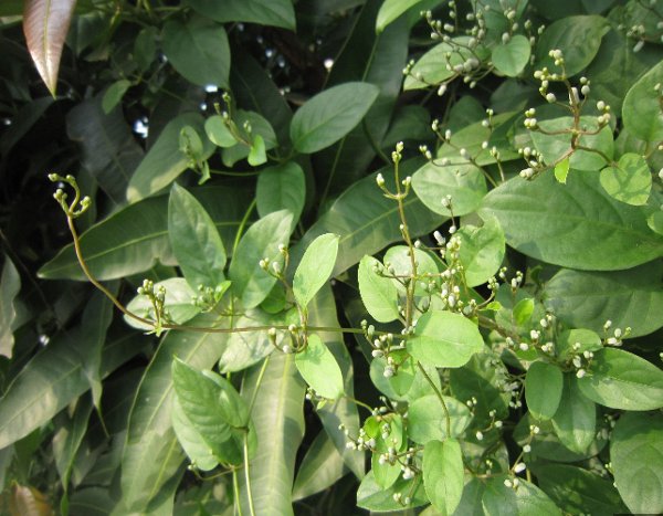 为茜草科鸡矢藤属多年生草质藤本植物鸡矢藤的全草及根.